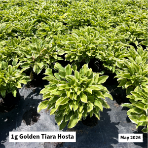 May 2026 1g Golden Tiara Hosta Website